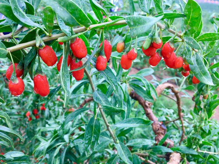 17枸杞20190625 038.JPG